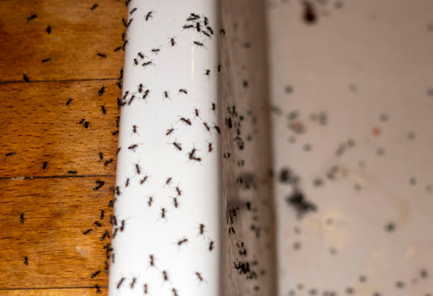 Best Ant Control Services  in White Oak, MS